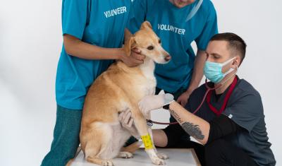 The Vital Role of Animal Protection Volunteers.