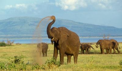 Volunteering with Elephants in Africa