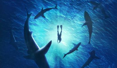 The Secret Lives of Sharks: Exploring Their Role in Marine Ecosystems