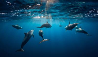 Dolphin Communication: Deciphering the Language of the Sea