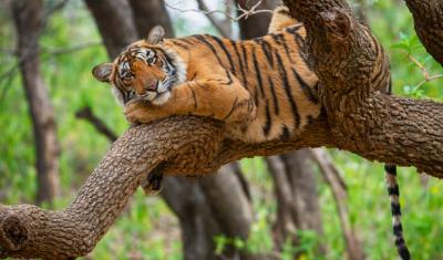 Tiger Conservation: Challenges and Success Stories