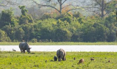 Acknowledging Costa Rica's Diverse Wildlife Conservation Landscape