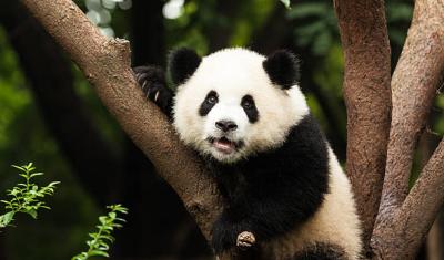 The Mysterious Lives of Giant Pandas: Conservation Efforts and Challenges