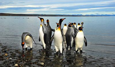 The Fascinating World of Penguins: Adaptations for Survival in the Antarctic