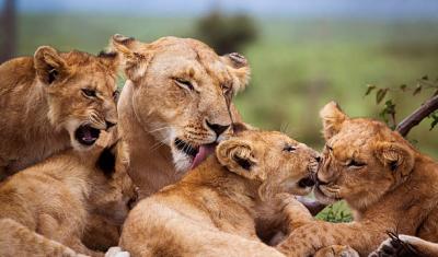 Understanding the Majesty of Lions: A Deep Dive into Their Social Structure and Behavior