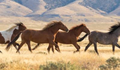 Horses in the Wild