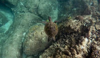 Turtle Conservation Volunteering