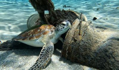 Turtle Conservation