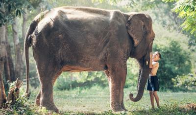 Animal Volunteering