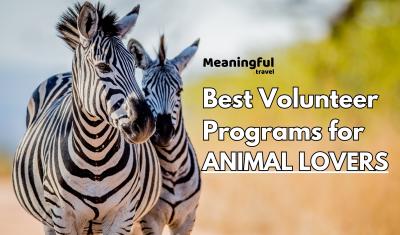 Best Volunteer Programs for Animal Lovers