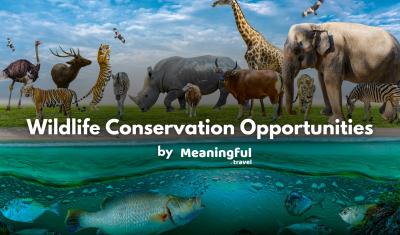 Wildlife Conservation Opportunities Abroad