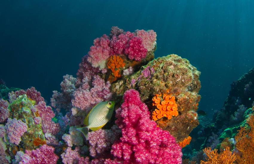 Coral Reef Conservation Protecting and Restoring Fragile Ecosystems 