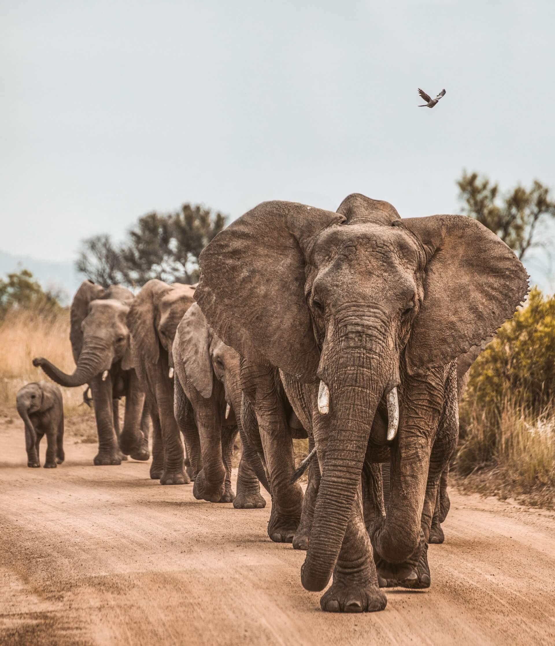 Discover Elephant Volunteer Programs