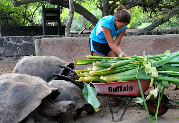 A volunteer in the tortoise center