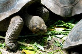 A tortoise eating