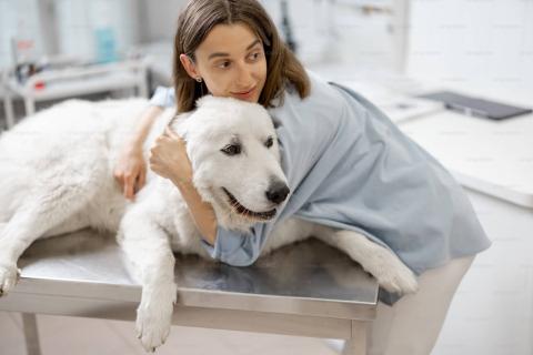 Veterinary Work Experience Internship in Ghana