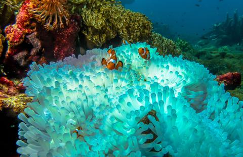 Coral Reef Revival: Restoring Marine Ecosystems of Belize