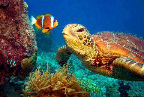 Marine Life Stewards: Assisting in the Protection of Belize&#039;s Underwater World 