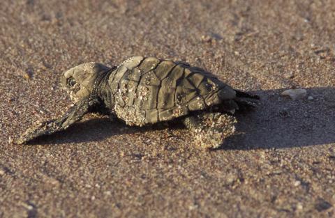 Costa Rican Turtle Rescue: Join the Conservation Volunteer Team