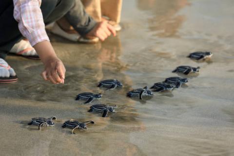 Supporting Olive Ridley Turtle Conservation in Costa Rica