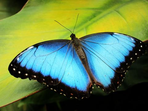Butterfly Guardians: Costa Rica&#039;s Farm Project for Conservation