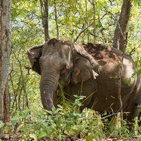 Thailand&#039;s Elephant Support Program: Visit and Support
