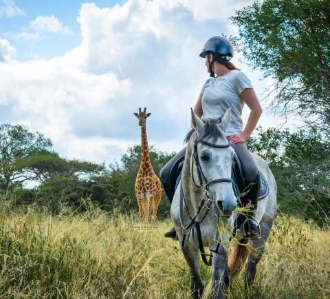Wild Horse Safari: Exploring South Africa&#039;s Trails Program
