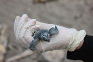 Turtle Guardianship Program in Costa Rica