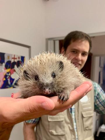 Portugal&#039;s Hedgehog Rescue: Embracing Conservation and Care