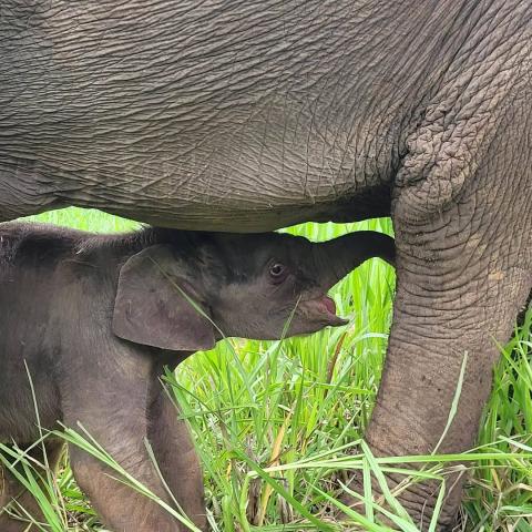 Thailand&#039;s Elephant Research Initiative: Internship Program