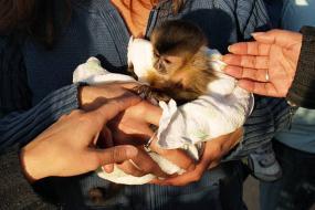 Rescue Guardians: Protecting Costa Rica&#039;s Wildlife