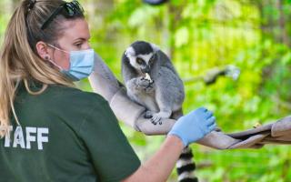Skills and Qualifications for Volunteering in Wildlife Conservation 