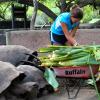 A volunteer in the tortoise center