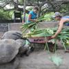 Volunteers in the tortoise center