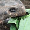 A tortoise eating