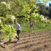 Sustainable Farming-Rome