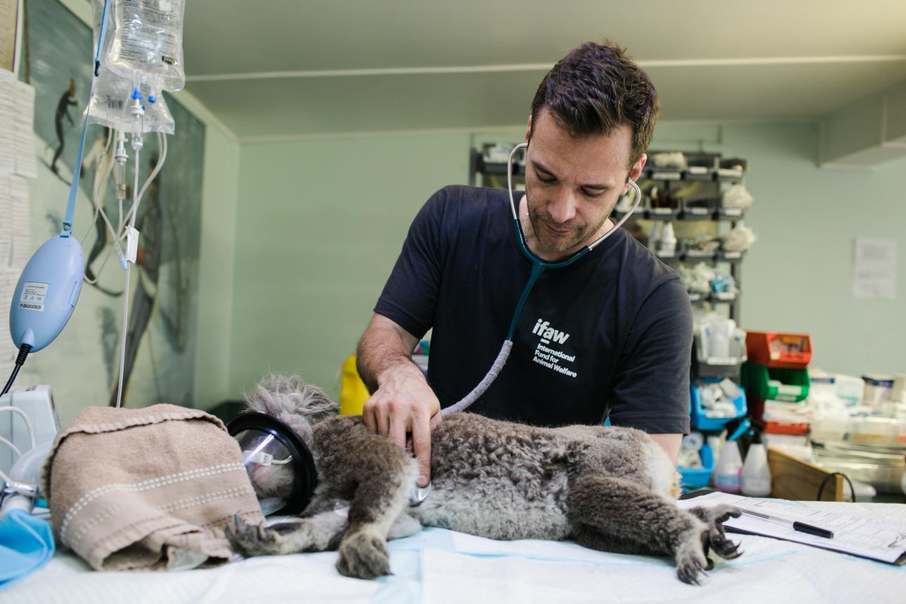 Animal care volunteers play a crucial role in helping animals recover.