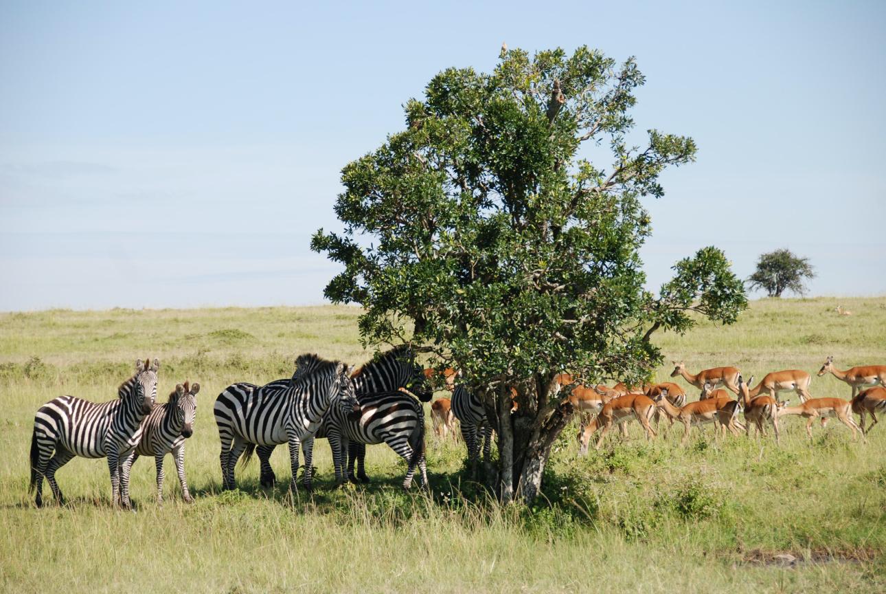 Wildlife Conservation Through Volunteering.