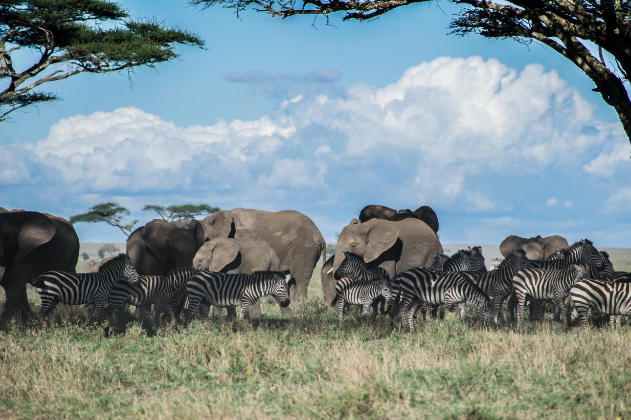 zebras and elephants on grass field.