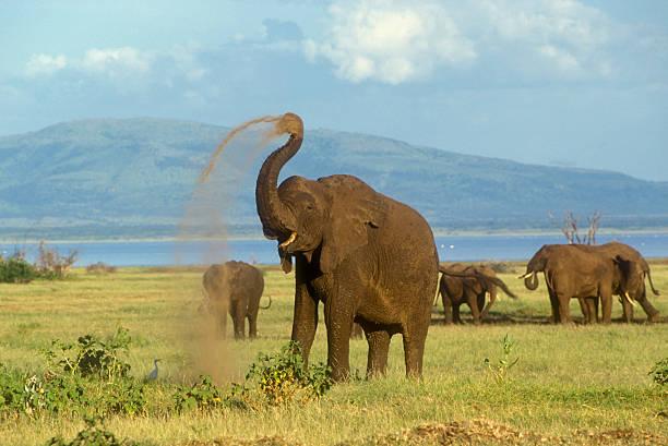 Volunteering with Elephants in Africa