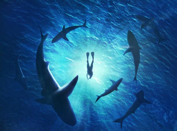 The Secret Lives of Sharks: Exploring Their Role in Marine Ecosystems