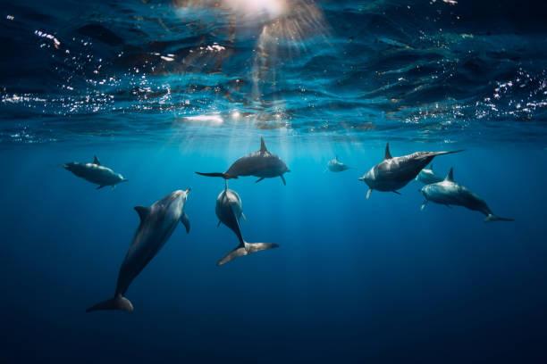 Dolphin Communication: Deciphering the Language of the Sea