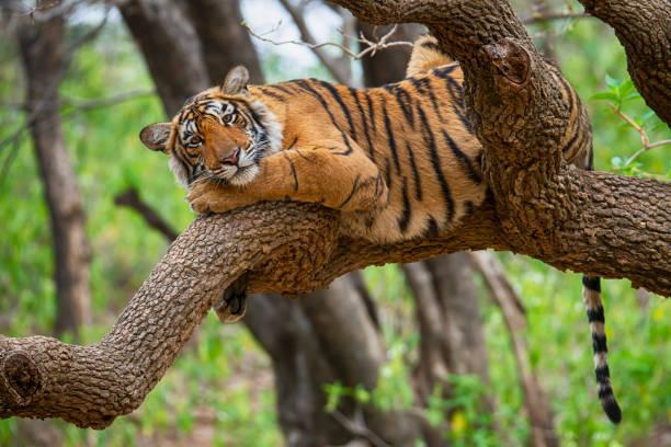 Tiger Conservation: Challenges and Success Stories