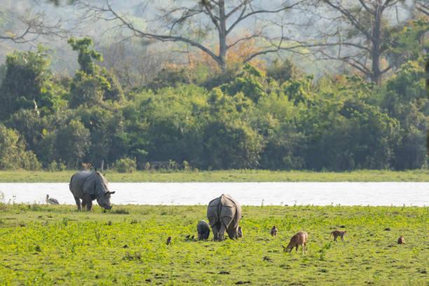 Acknowledging Costa Rica's Diverse Wildlife Conservation Landscape