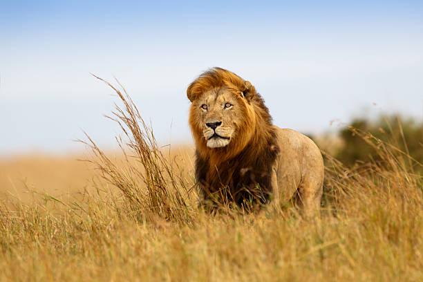 Unveiling the Majesty: The Secret Lives of Lions