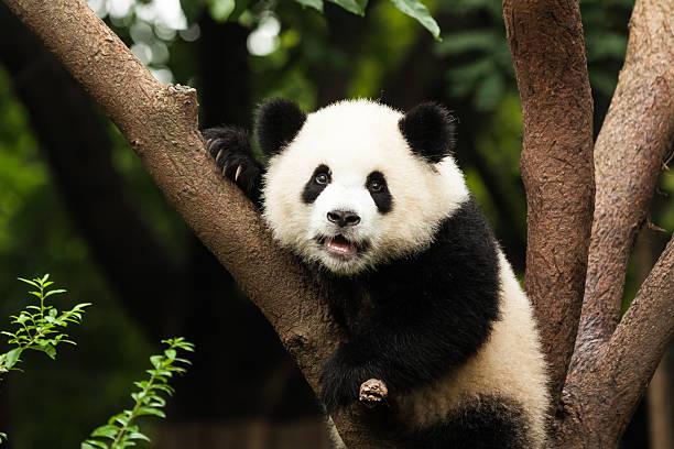 The Mysterious Lives of Giant Pandas: Conservation Efforts and Challenges