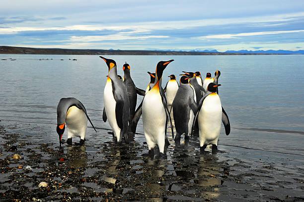 The Fascinating World of Penguins: Adaptations for Survival in the Antarctic