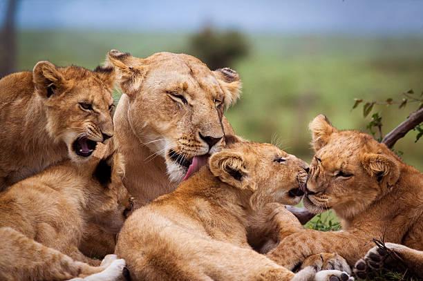 Understanding the Majesty of Lions: A Deep Dive into Their Social Structure and Behavior