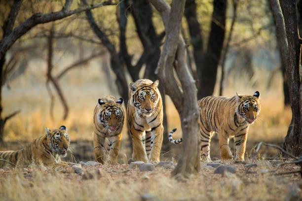 Navigating the Jungle: How Tigers Adapt to Diverse Environments