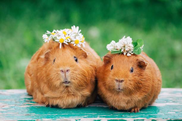 Guinea Pigs: Tiny Pets with Big Personalities